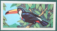 TOCO TOUCAN  Vintage 1966 Illustrated Card  GE07