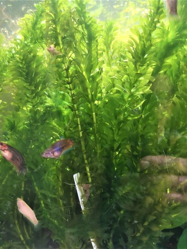 Egeria densa plante - egeria,