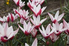 Tulipa clusiana 'Peppermint