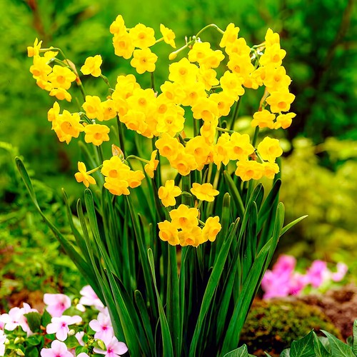 Bulbes jonquilles rustique - de,