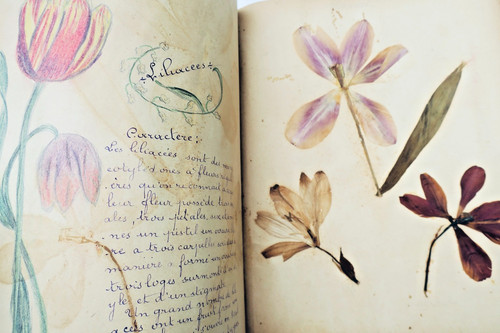 Herbier planches 17 - herbier, &