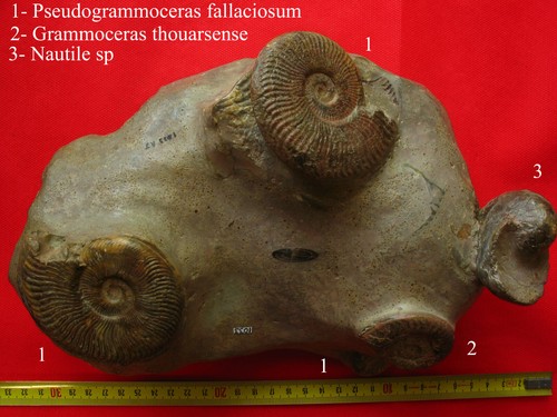 Ensemble ammonites toarcien - ensemble,
