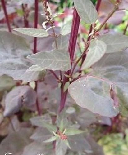 Tetragone cornue red - ♫,
