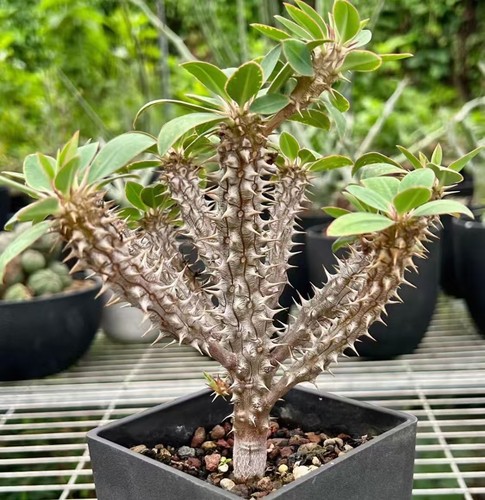 Sale rare plant euphorbia - sale,
