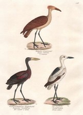 Héron Ardea Héron