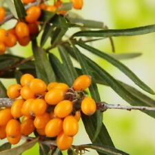 50 graines d'Argousier