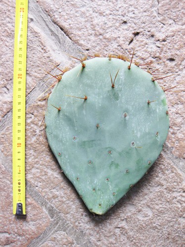Opuntia tardispina - , pelle)