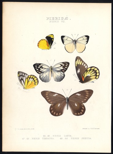 Antique butterfly and moth - butterfly,