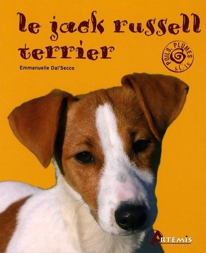 Jack russel terrier - jack,