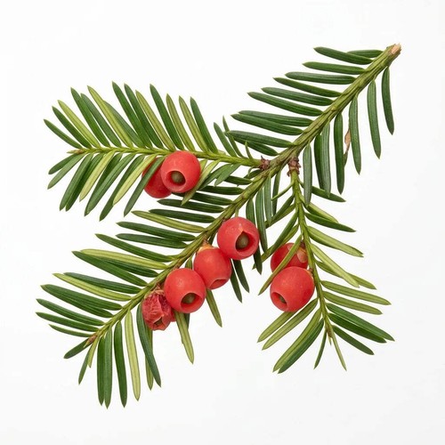 Graines commun taxus - commun, (taxus