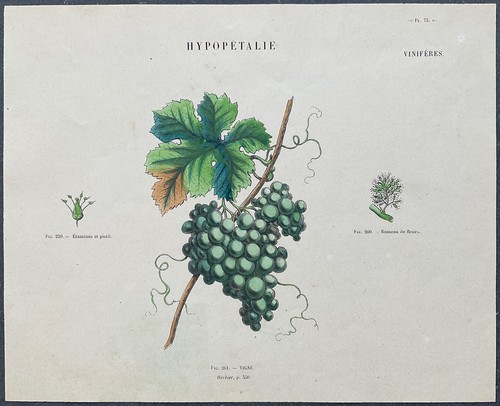 Herbier vigne gravure couleur - vigne,