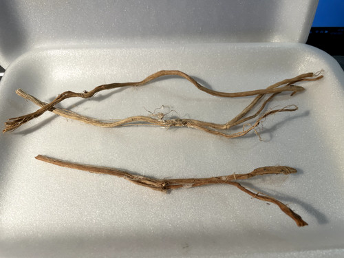 Racines araignée 20cm - racines,