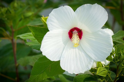 Graines hibiscus des - d'hibiscus,