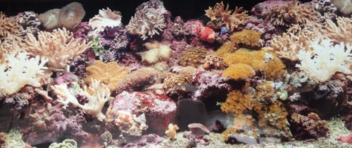 Poster fond aquarium decor - d,