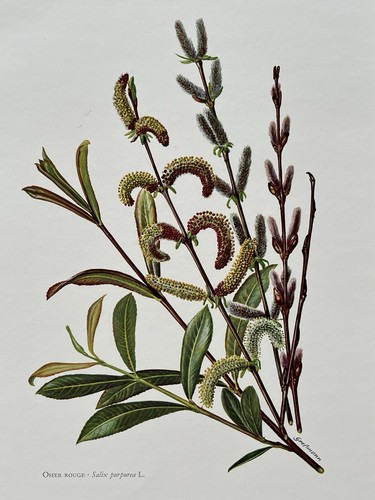 Botanical print osier rouge - botanical,