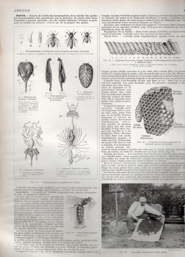 Larousse agricole 1921 - agricole, ©1921-