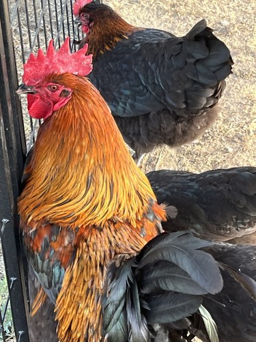 Black copper marans grade - black, 8