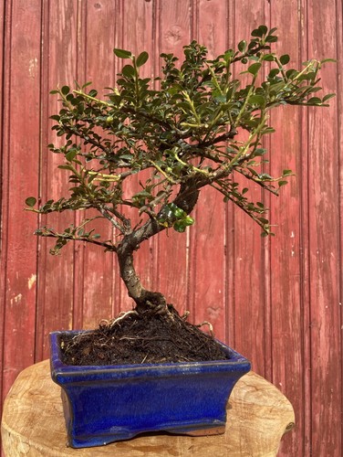 Bonsaï cotoneaster - bonsaÏ,