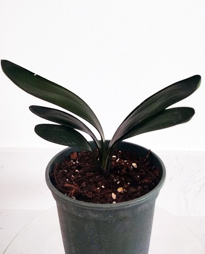 Blood clivia miniata rare - miniata,