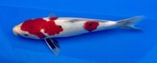 13-inch Kohaku, Sanke, Tancho Koi, Japanese import, Black Swamp Koi Farms