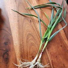  VERITABLES  POIREAUX