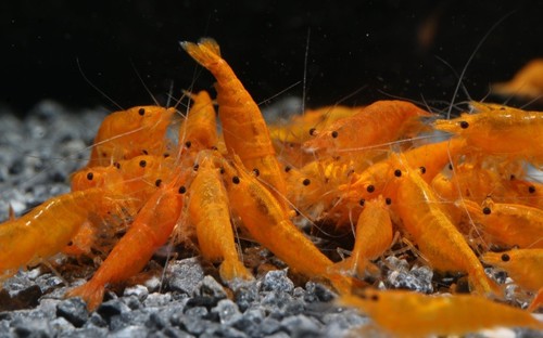 Lots crevettes - lots,
