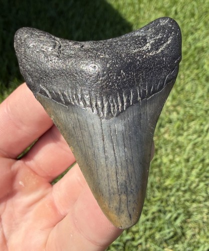 Natural megalodon - 2.53”,