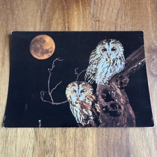 Postcard postcard - Chouette Hulotte - Parc Ornithologique Du Marquenterre