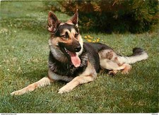 Animals - Dogs - German Shepherd - New Card - CPM - See Scans Double-Sided