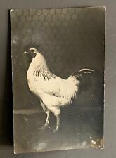 PHOTO CARD ROOSTER chicken low yard breeding farm country poultry agriculture