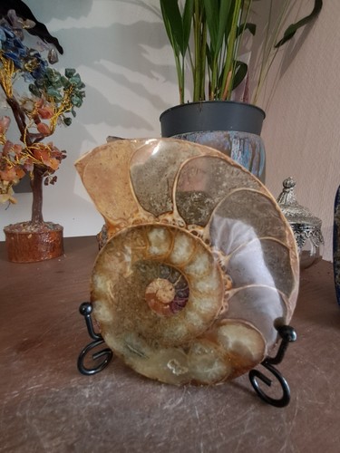 Fossile ammonite poli