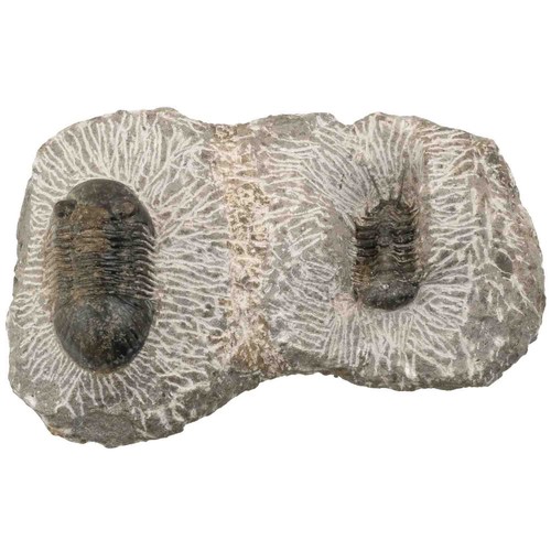 Fossiles trilobites - 2,