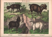 1886 Belle lithographie originale chèvres chamois mouflon animaux gravure