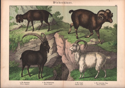 1886 belle lithographie - 1886,