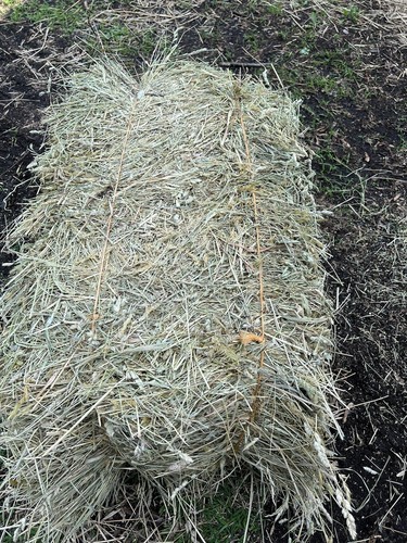 Lbs orchard grass hay - orchard,