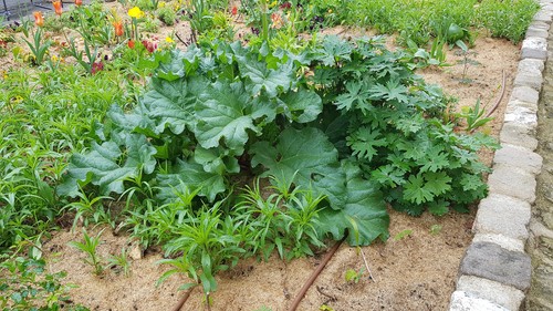 Rheum rhaponticum rhubarbe - rhaponticum, /