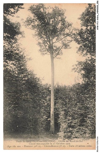 Avwp11 0590 arbre foret de - avwp11-0590-arbre,