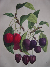 Belle gravure ancienne d'un Cerisier CERISES 1851