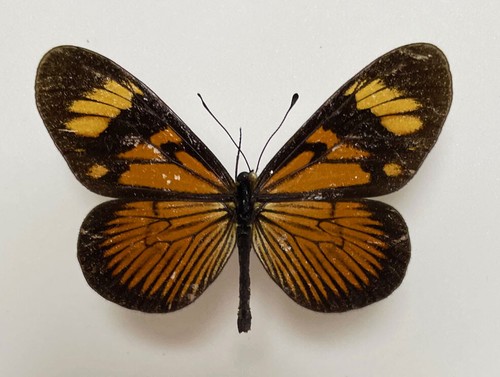 Acraeidae actinote parapheles - actinote,
