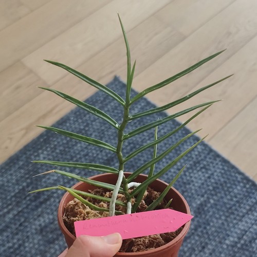 Orchidée renanthera - orchidée,