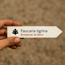 Faucaria tigrina 1000 SEEDS -