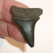 Mako Shark Tooth 1.517" Fossil
