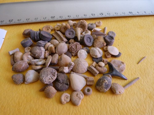 Lot 100 microfossiles - lot,
