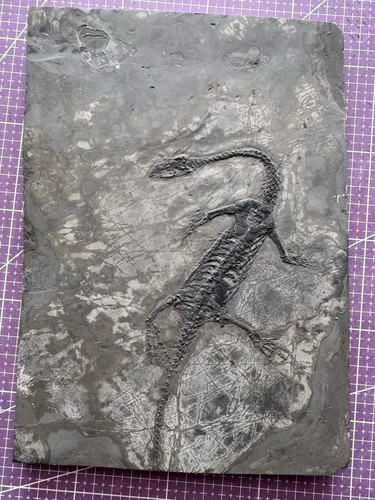 Reptile marin fossile - reptile, marin-🦎fossile