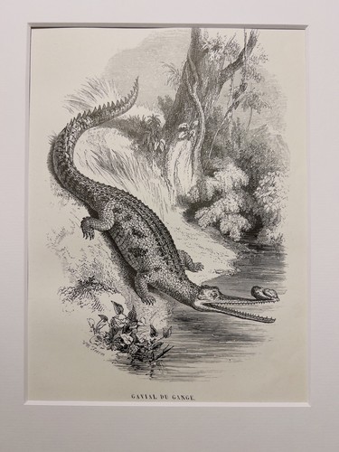Ancienne gravure sur acier - gravure,
