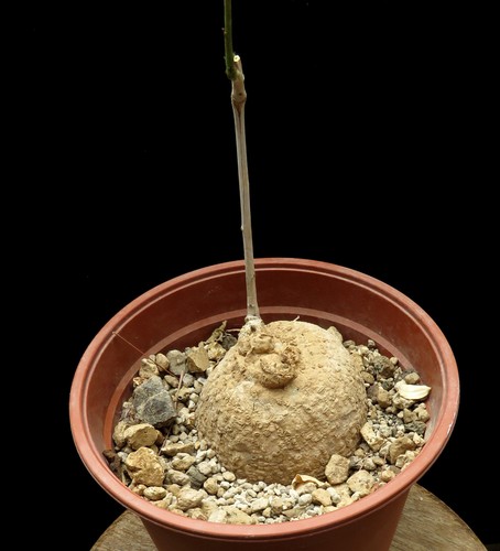 Adenia lanceolata caudex - adenia, lanceolata,