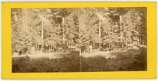 Stereo, France, horse-drawn carriage in a forest to identify, circa 1870 Vintage
