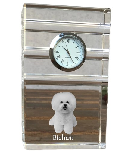 Bichon frise frisé - bichon,