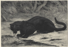 Panthère Noire - Evert van