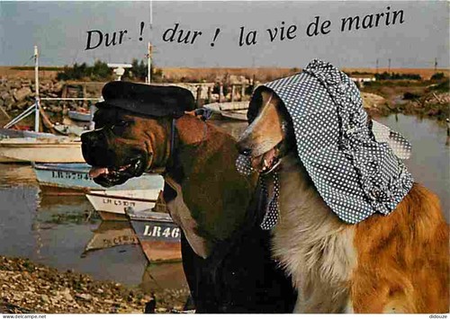 Carte postale animaux - -,